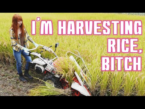 HARVESTING RICE　お米の収穫