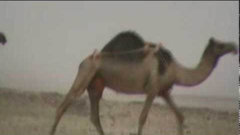 دحيم الحماد تلاوة عند الابل برنيه 1431.mp4
