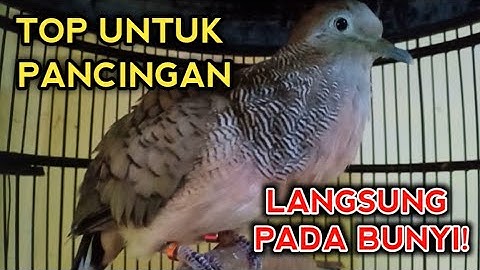 PERKUTUT BANGKOK GACOR SUARA TOP UNTUK PANCINGAN BOS BIKIN PERKUTUT BANGKOK DIRUMAH PADA BUNYI 