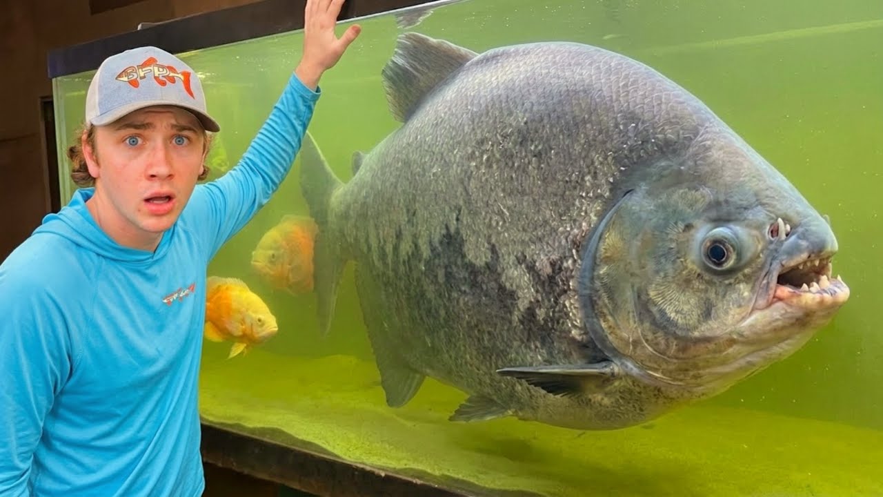 Aku Beli Ikan Paling Besar di Toko Ini!