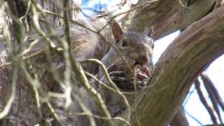 Squirrel cracking and eating a nut