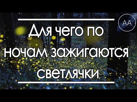 Почему светлячки светятся | All About