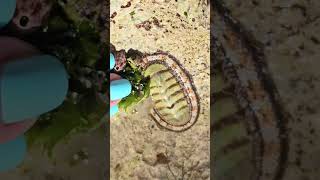 Green chiton Xcalacoco Beach Playa del Carmen Mexico tropical Caribbean Sea tidal pool animal life