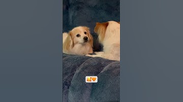 They always take care of each other 🥰 #adorabledog #kokoni #cleverdog #dog #cute