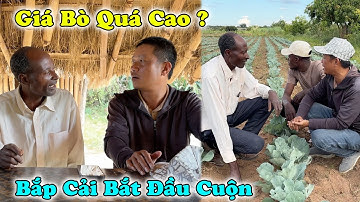 Giá Bò Cuối Năm Quá Cao ! Bắp Cải Mùa Mưa Đã Bắt Đầu Cuộn ! Mong 1 Mùa Bội Thu Cho Người Dân Bản !!!