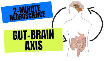 2-minuten neurowetenschap: darm-hersen-as