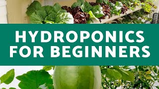 Hydroponics for Beginners | Everything You Need to Know for Successful Hydroponic Growth