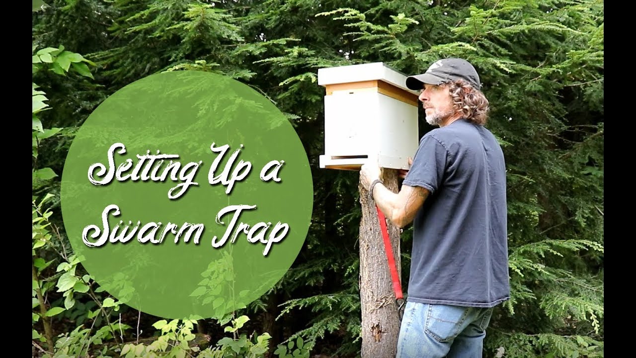 Setting up a Swarm Trap ~ Homestead Corner - YouTube