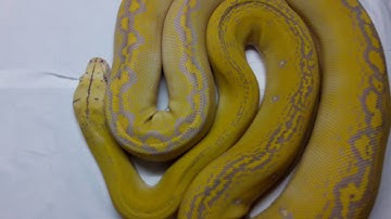 Purple albino Goldenchild retic