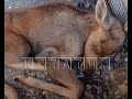 Дачники в Семеновском районе спасли погибающего в лесу полуторамесячного лосенка