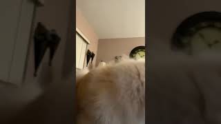 Loco dog