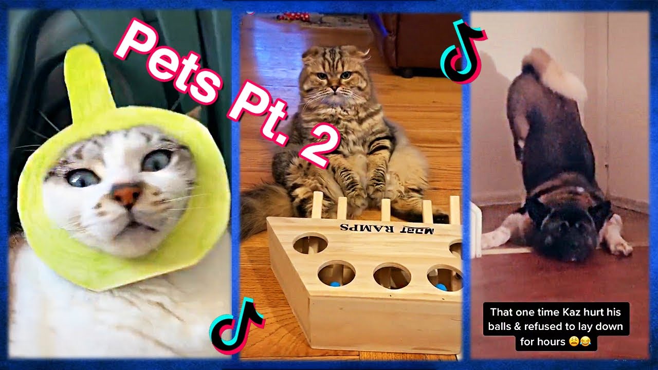 Funny Pet Tik Toks Pt. 2 - YouTube