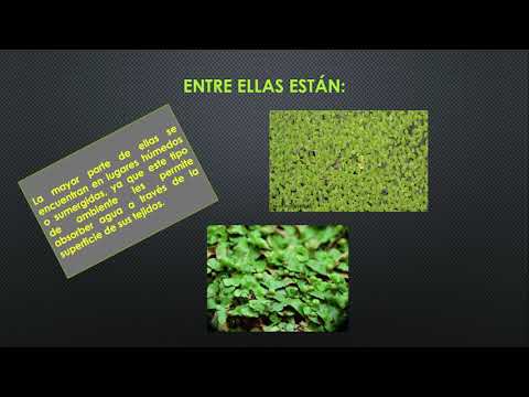 Vídeo: Diferencia Entre Plantas Vasculares Y No Vasculares