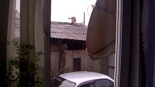 Собака залезла на крышу и как обычно в таких случаях бывает, у камеры села батарейка