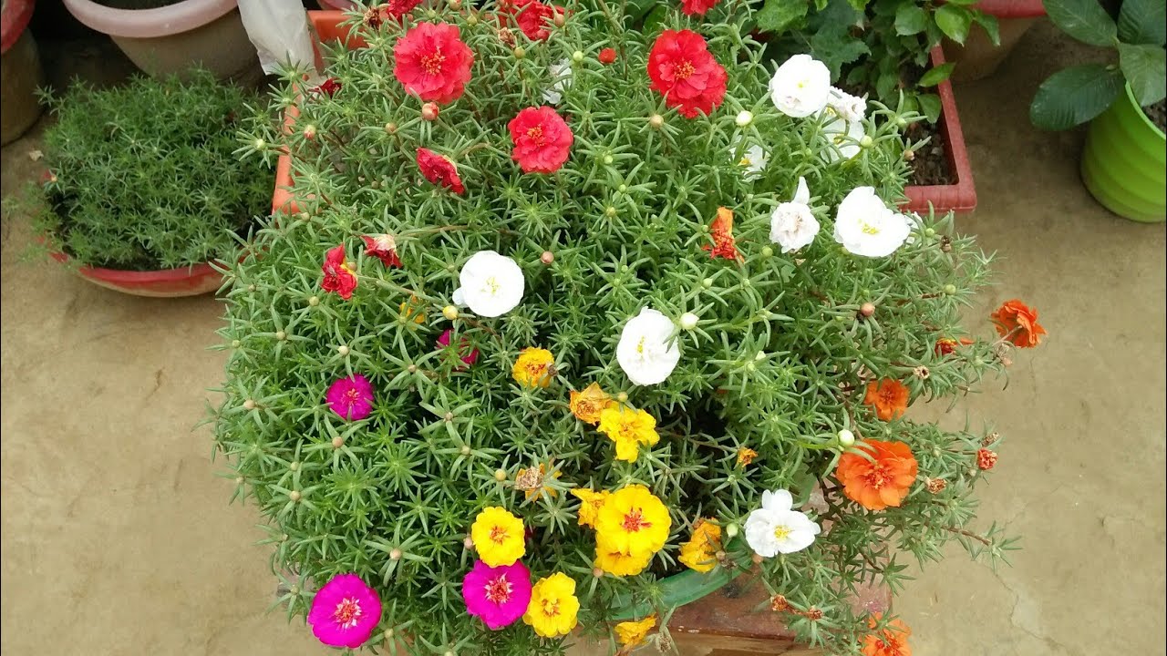 How To Portulaca Moss Rose 9 O Clock Plant Care Youtube