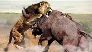 水牛的20次可怕反击让猎人狮子害怕，水牛vs狮子、豹子、疣猪和大象！
