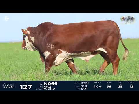LOTE 127   TAT N066 M Braford