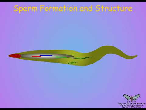 Insect Testes and Sperm