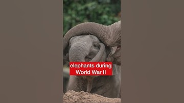 George Mottershead, founder of the Chester Zoo, this day in Greater Manchester history