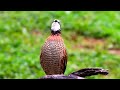 Animal bird so beautiful birds