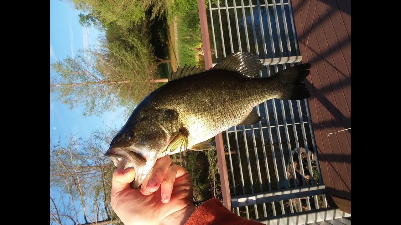 Bass fishing Austin Texas this lure works YouTube