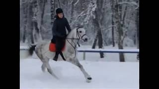 horse jumping training (прыжки на лошади)