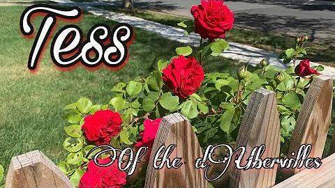 Tess of the d'Ubervilles, a David Austin rose || A...