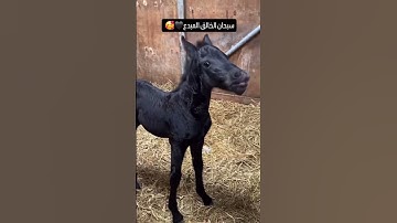 #القران{ سورة الزمر} القاري يونس اسويلص#letest clip by #hafiz imran Ahmad Rashadi