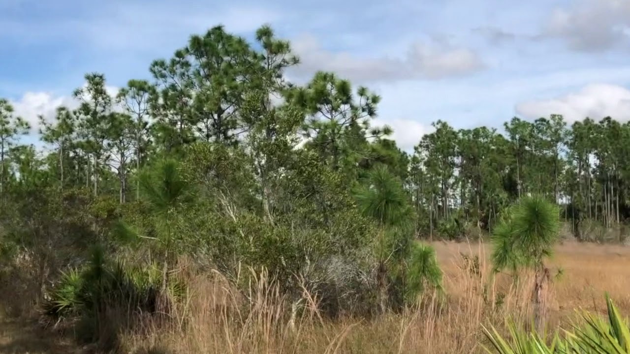 Hiking in South Florida’s Charlotte Flatwoods Environmental Park in