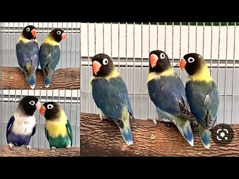 أسماء طفرات طيور بيرسوناتا Mutations Des Oiseaux Personata