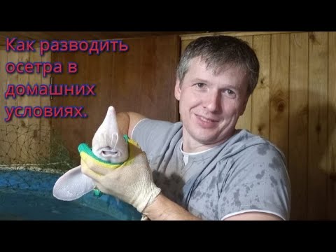 Как разводить осетра в домашних условиях.Какие затраты и какая прибыль.