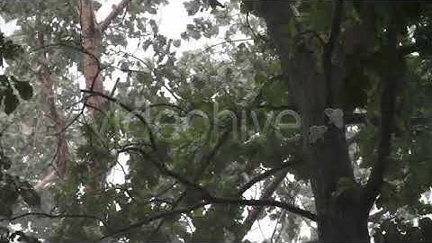 Thunderstorm Under a Tree | Stock Footage - Envato elements