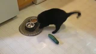 Cat and Cucumber Compilation