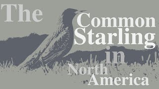 The Common Starling (Aves / Passeriformes / Sturnidae / Sturnus vulgaris)