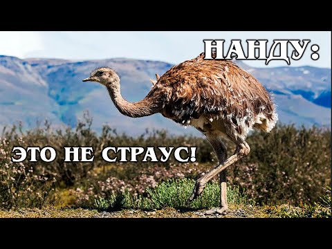 Video: American ostrich. American ostrich Nandu: yees duab