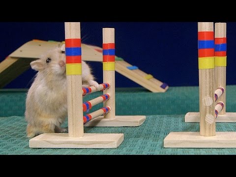 Video: Uitsteeksel Van Oogappel (bultende Oog) By Hamsters