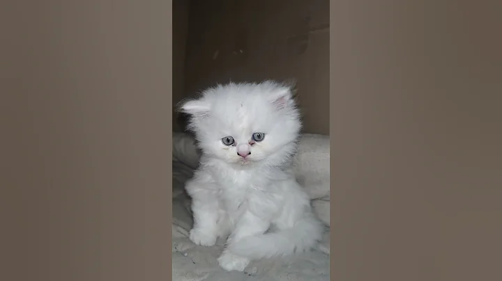 Video 11793891: animal cat pet kitten, cat kitten pets funny, cat kitten cute pets