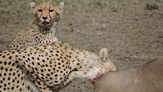 Tanzania Migration Safari With Regal Travel