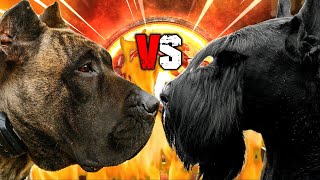 Presa Canario vs Giant Schnauzer | Giant Schnauzer vs Presa Canario | Guard Dog? | Billa Boyka | by BILLA BOYKA 4,503 views 2 years ago 4 minutes, 36 seconds