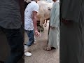 اخطر حاجه البقري احسن معلم في نحر العجل شراري ذكر توقيع العجل في اقل من دقيقه تكتيف الاربع رجلين بكل
