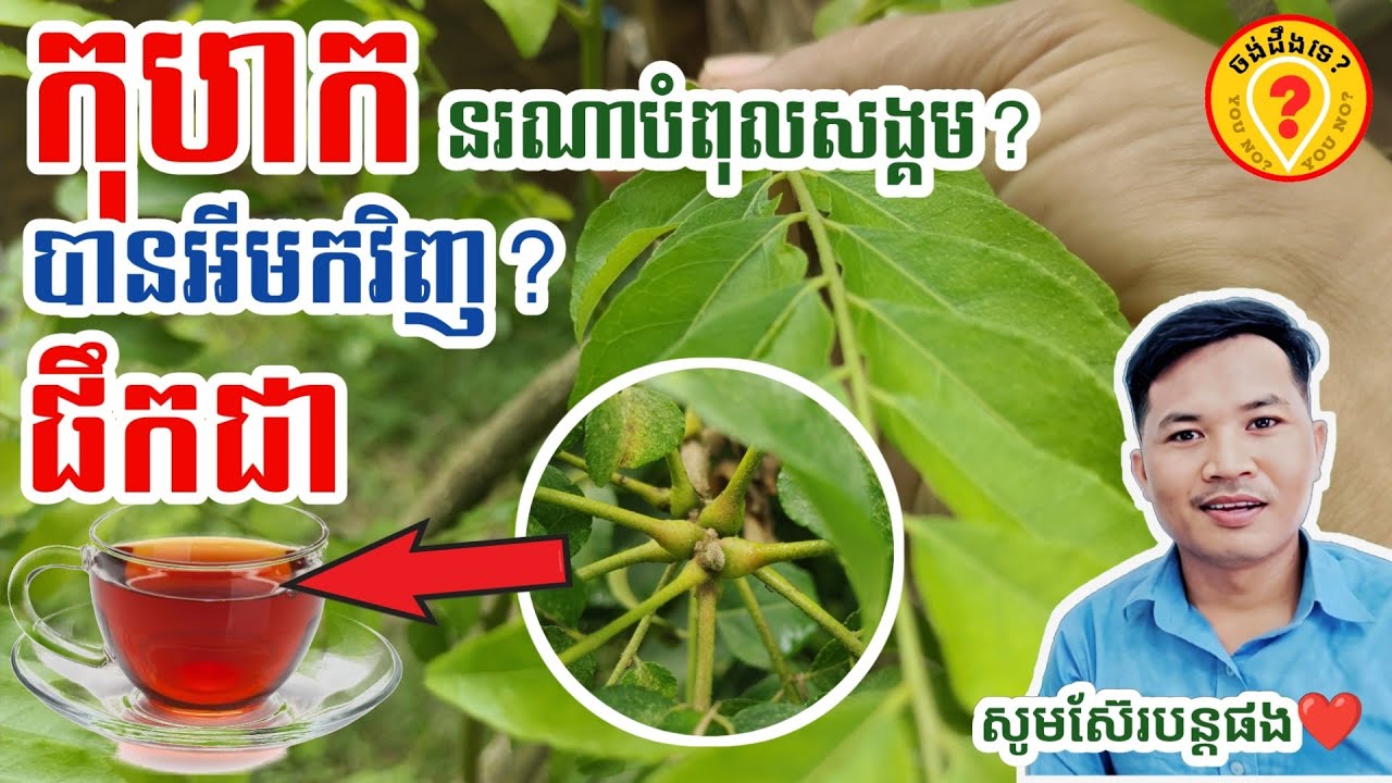 Best Khmer Traditional Medical Plants រុក្ខជាតិនេះពិសេសខ្លាំងណាសសម្រាប់អ្នក nature YouTube
