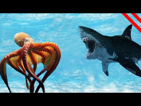 Vídeo: Los Pulpos Y Los Calamares Pueden Reescribir El ARN. ¿Es Por Eso Que Son Tan Inteligentes? - Vista Alternativa