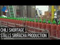 Sriracha Factory in Irwindale Still Feels Effects of the Chili Shortage | NBCLA