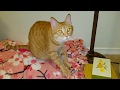 The Daily Kitten, 10/13: Her Blanket.