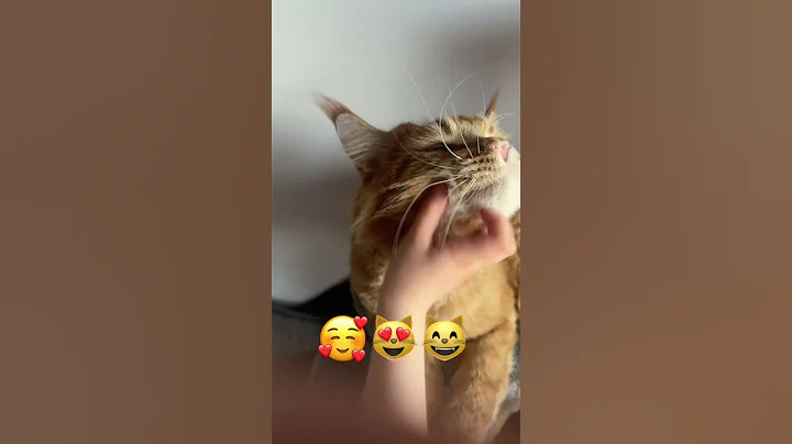 Watch the video about My sweet Maine Coon cat😘 My love❤️