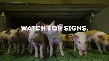 They’re Cute and They’re Counting on You – Protect Your Pigs From African Swine Fever