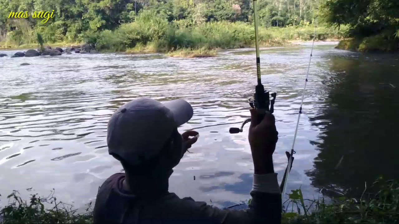 Mancing umpan laron setrek ikan sebarau/hampala