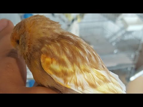 كم تدوم مرحلة غيار الريش عند الكناري و كيف نسرع عملية خروج الطائر منها Youtube