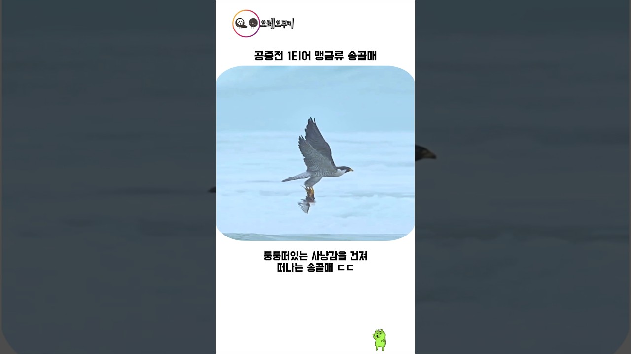 공중전 1티어 맹금류 송골매