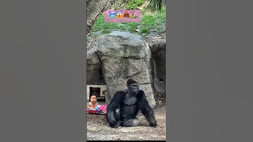 #shorts Khỉ Và Rắn Độc Hổ Mang | Monkey And Viper Cobra 😱🥶🦧🐍 oh my god poison snake